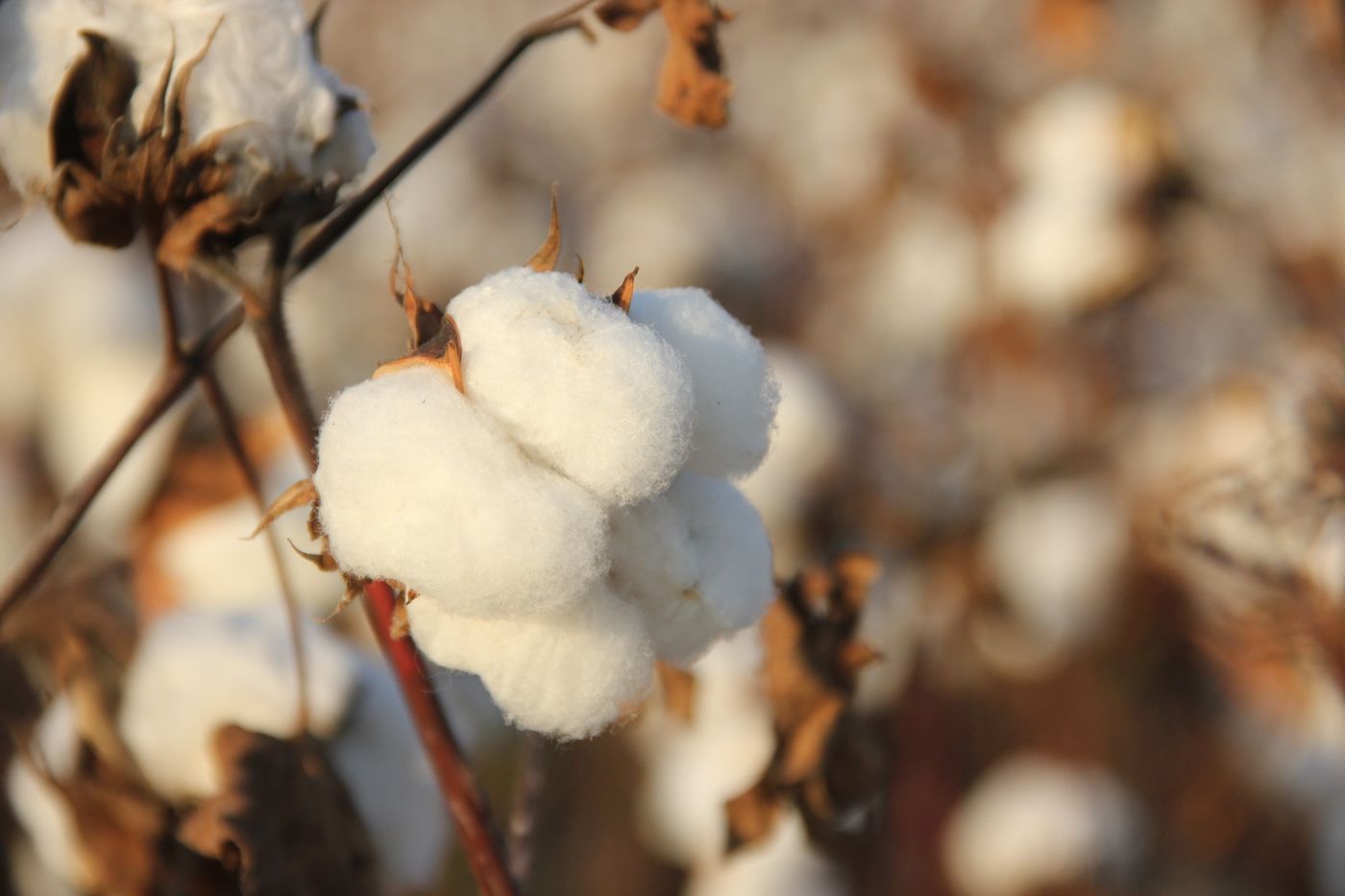 Cotton fiber in a field, representing 100 percent cotton boxers